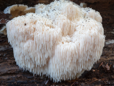 Rubna brada - Lavlja griva