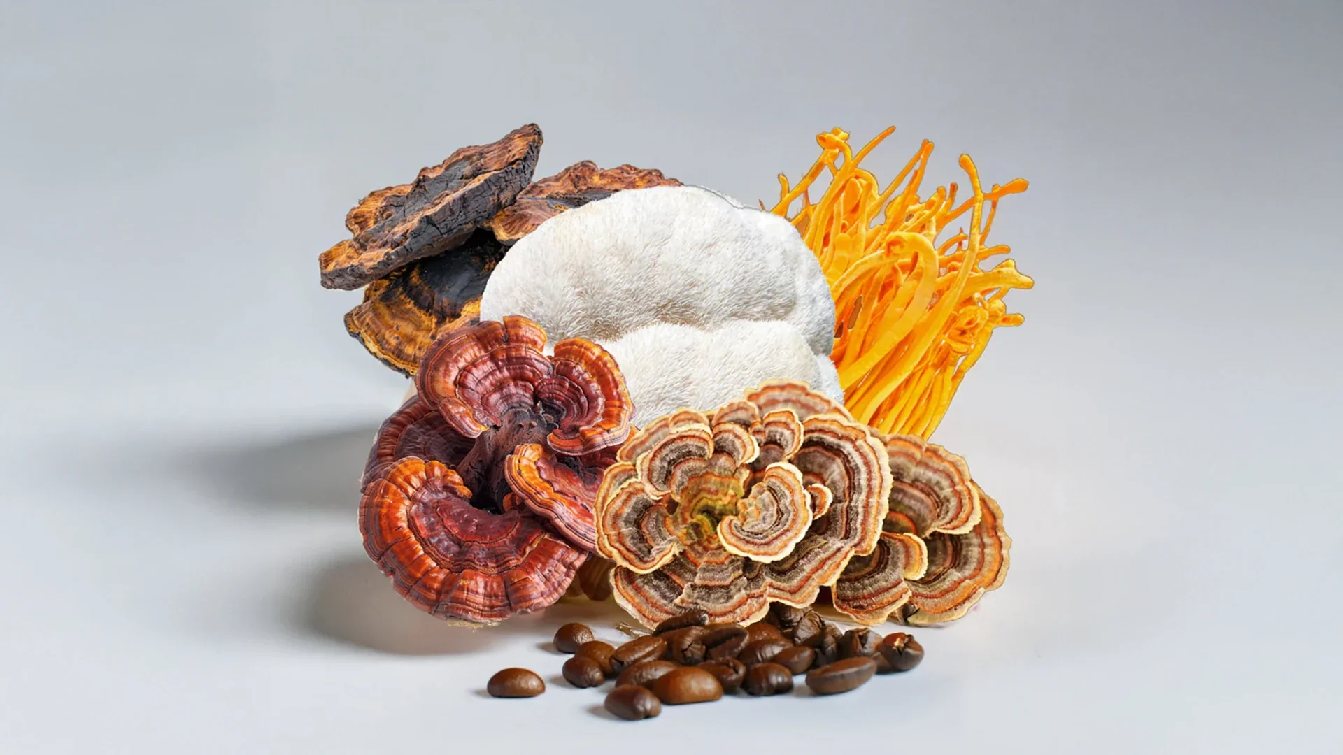 Slika medicinskih gob